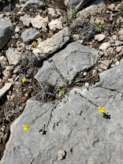 Physaria recurvata, photographed by Jo Roberts