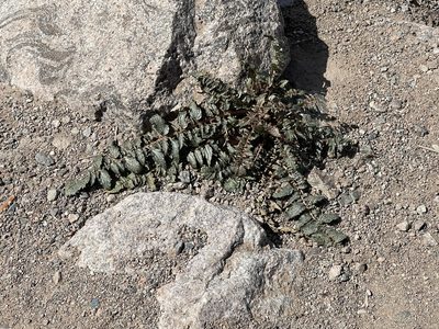 Chylismia multijuga, photographed by CK2AZ