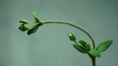 Arenaria lanuginosa, photographed by Jairo Pinto