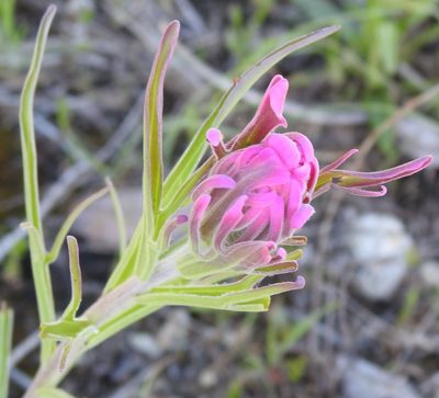 Castilleja purpurea, photographed by saltyhiker