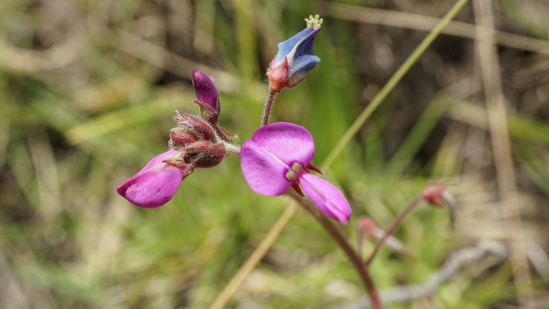 Desmodium molliculum, photographed by Jairo Pinto