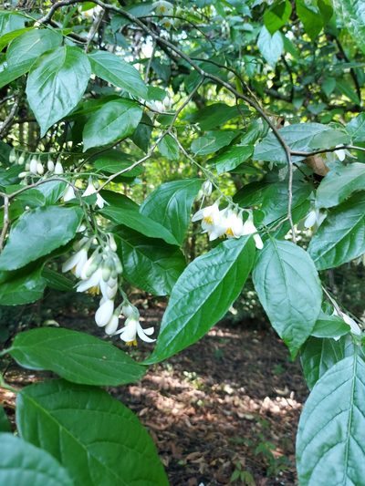 Styrax glabrescens, photographed by Juan J. Morales-Trejo