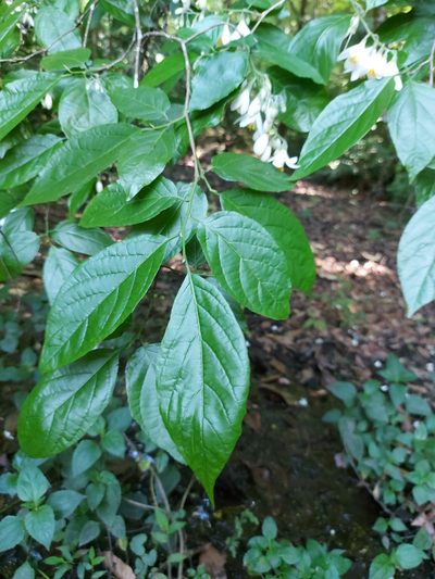 Styrax glabrescens, photographed by Juan J. Morales-Trejo
