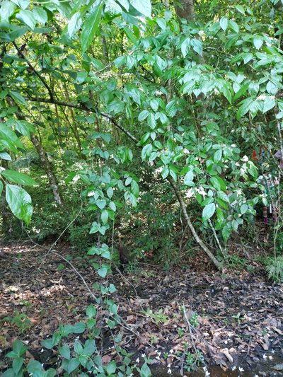 Styrax glabrescens, photographed by Juan J. Morales-Trejo