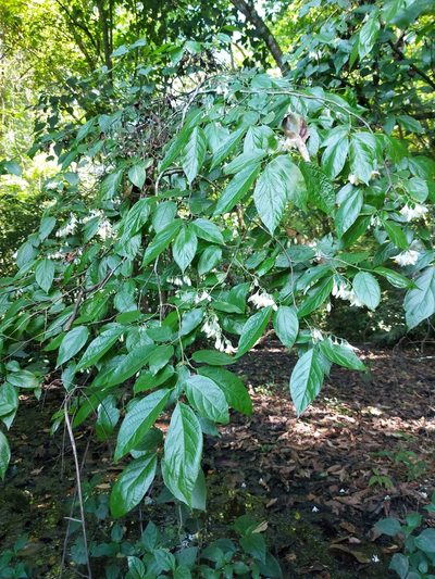 Styrax glabrescens, photographed by Juan J. Morales-Trejo