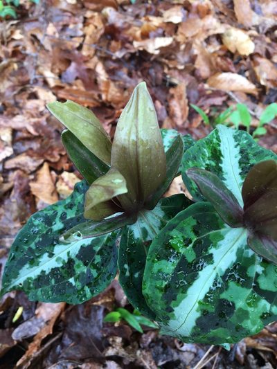 Trillium decipiens, photographed by Jessica