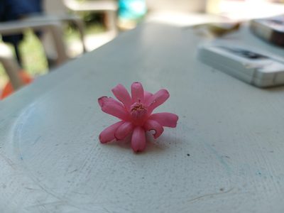 Symplocos coccinea, photographed by Juan J. Morales-Trejo