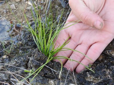 Isoetes butleri, photographed by Sam Kieschnick