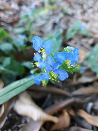 Commelina obliqua, photographed by Filipi Miranda Soares