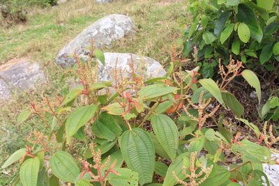 Miconia aeruginosa, photographed by Jake Rehage
