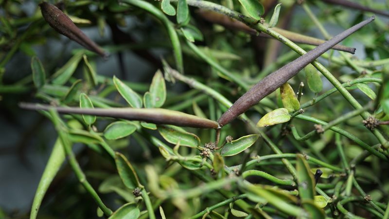 Scyphostelma tenellum, photographed by Jairo Pinto