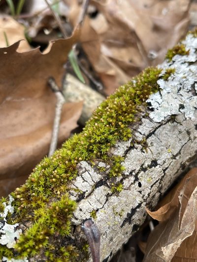 Orthotrichum pusillum, photographed by Brandon Corder