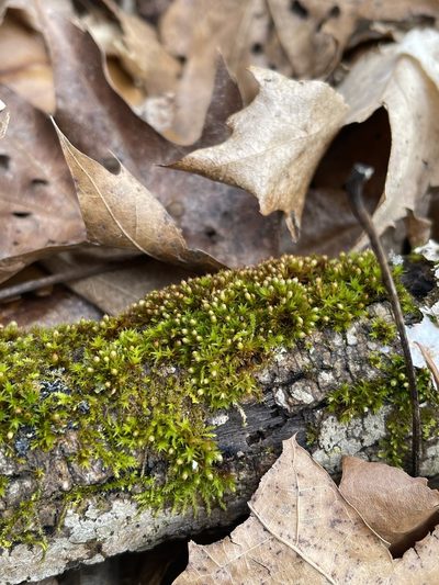Orthotrichum pusillum, photographed by Brandon Corder
