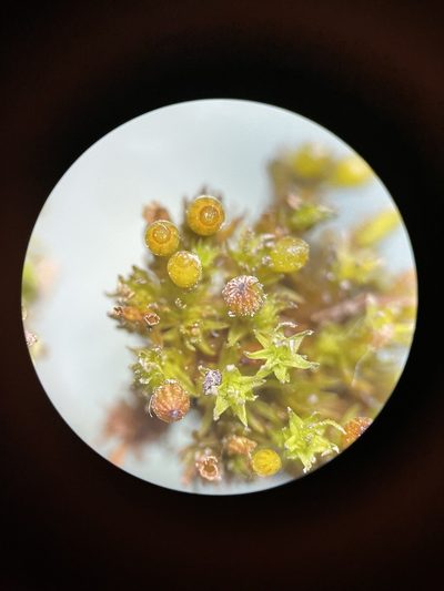 Orthotrichum pusillum, photographed by Brandon Corder