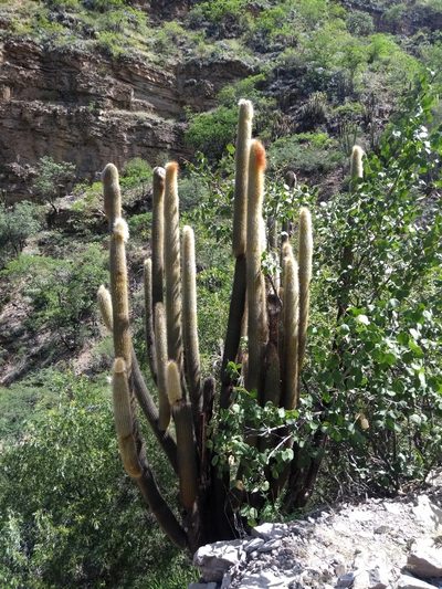 Cleistocactus guentheri, photographed by Naturalist Tours