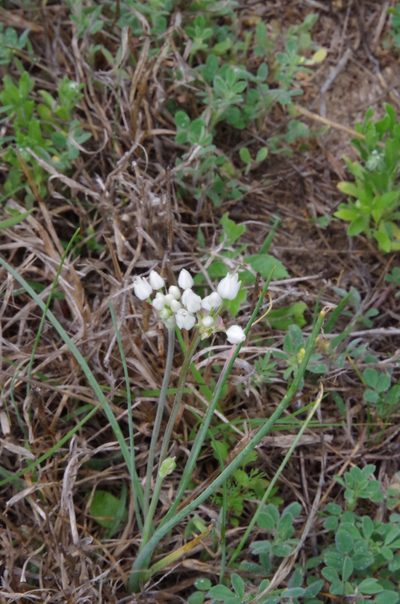 Allium elmendorfii, photographed by Eric Knight