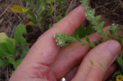 Cryptantha texana, photographed by Eric Knight