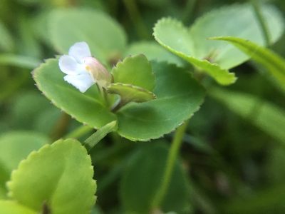 Vandellia diffusa, photographed by Carrie Seltzer
