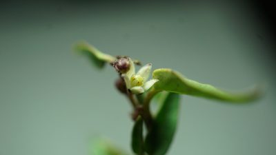 Scyphostelma tenellum, photographed by Jairo Pinto