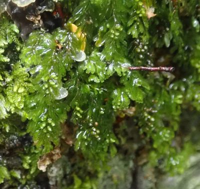 Hymenophyllum peltatum, photographed by John Steel