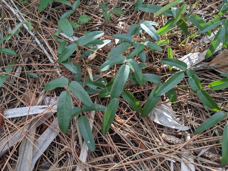 Galactia pinetorum, photographed by Michelle Sevcovas