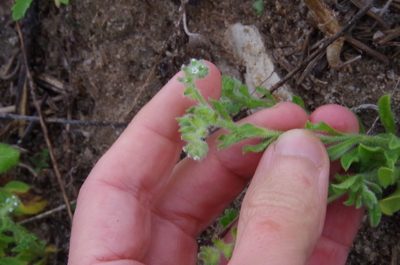 Cryptantha texana, photographed by Eric Knight