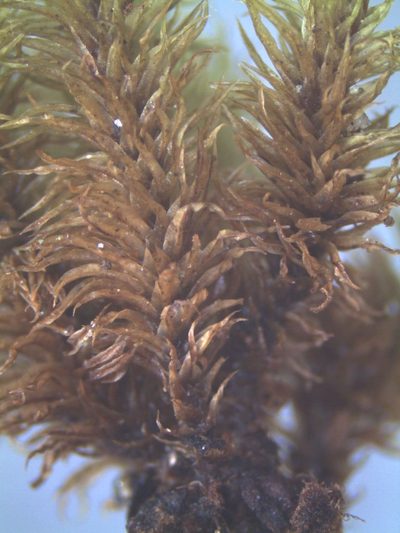 Mesotus celatus, photographed by John Steel