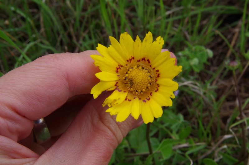 Coreopsis nuecensis, photographed by Eric Knight