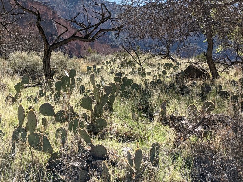 Opuntia woodsii, photographed by Zoltán Stekkelpak