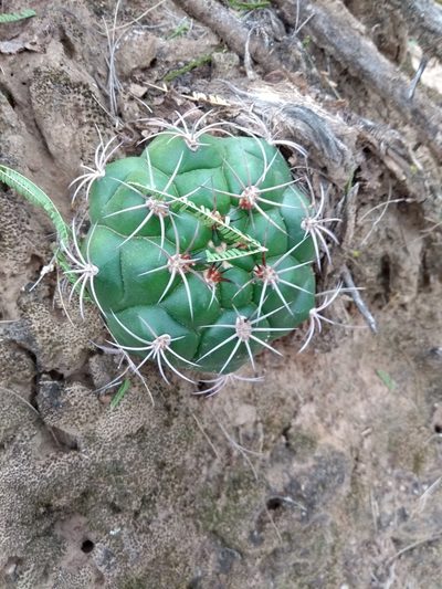 Gymnocalycium pflanzii, photographed by Naturalist Tours