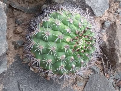 Gymnocalycium pflanzii, photographed by Naturalist Tours