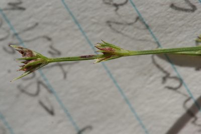 Scleria verticillata, photographed by Derek