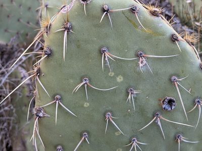 Opuntia woodsii, photographed by Zoltán Stekkelpak