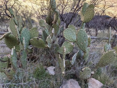 Opuntia woodsii, photographed by Zoltán Stekkelpak