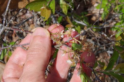 Prunus gracilis, photographed by Eric Knight