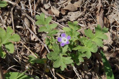 Nemophila sayersensis, photographed by Eric Knight