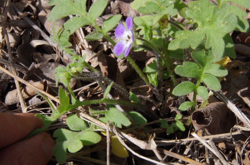 Nemophila sayersensis, photographed by Eric Knight