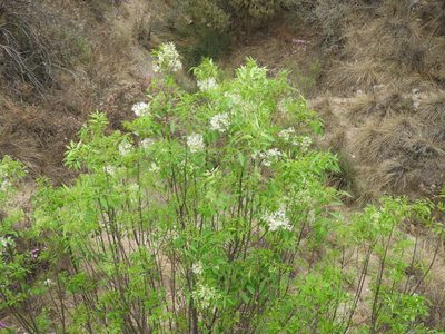 Fraxinus cuspidata, photographed by Leticia Jiménez Hernández