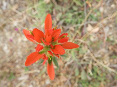 Castilleja scorzonerifolia, photographed by Leticia Jiménez Hernández