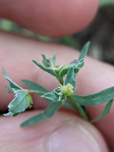 Euphorbia peplidion, photographed by Eric Knight