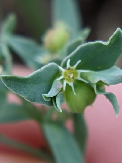 Euphorbia peplidion, photographed by Eric Knight