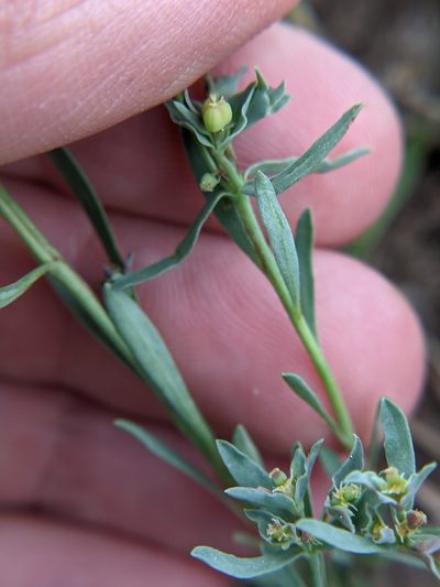 Euphorbia peplidion, photographed by Eric Knight