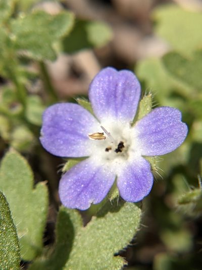 Nemophila sayersensis, photographed by Eric Knight