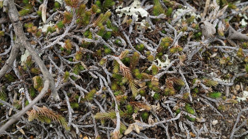 Selaginella sellowii, photographed by Jairo Pinto