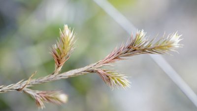 Selaginella sellowii, photographed by Jairo Pinto