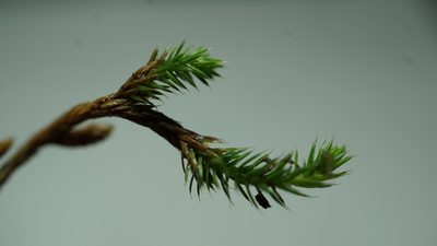 Selaginella sellowii, photographed by Jairo Pinto