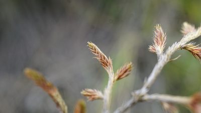 Selaginella sellowii, photographed by Jairo Pinto