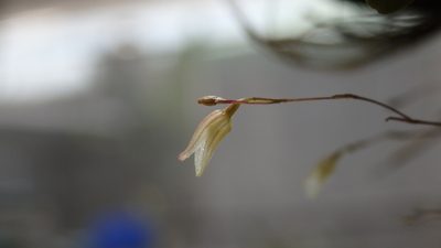 Specklinia digitale, photographed by Victor De la Cruz