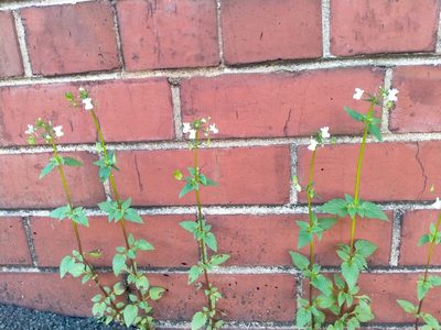Nemesia floribunda, photographed by John Barkla