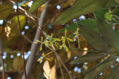 Epidendrum veroscriptum, photographed by Victor De la Cruz
